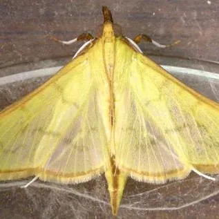 thumbnail for publication: Fiddlewood Leafroller, Seagrape Moth (suggested common names) Epicorsia oedipodalis (Guenée, 1854) (Lepidoptera: Ditrysia: Pyraloidea: Pyralidae: Pyraustinae)